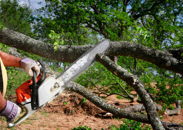 The Steps Involved in Our Tree Care Process in Orting, WA